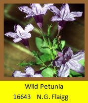 Wild Petunia