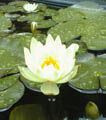 Dorothy Lamour hardy water lily
