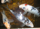 Koi