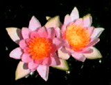Pygmy Rubra water lily