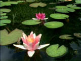 Small pond with two water lilies